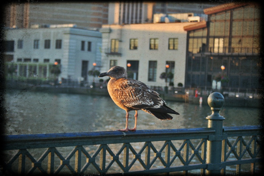 Seagull